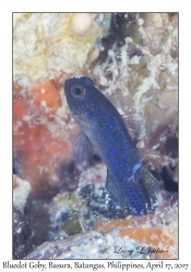 Bluedot Goby