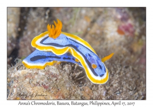 Anna's Chromodoris