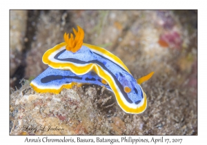 Anna's Chromodoris