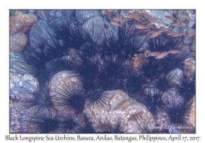 Black Longspine Sea Urchins