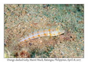 Orange-dashed Goby