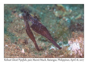 Robust Ghost Pipefish