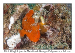 Painted Frogfish