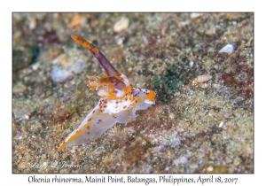 Okenia rhinorma