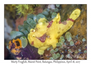 Painted Frogfish