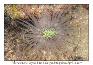 Tube Anemone