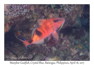 Manybar Goatfish