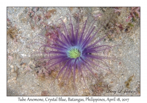 Tube Anemone