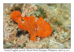 Painted Frogfish