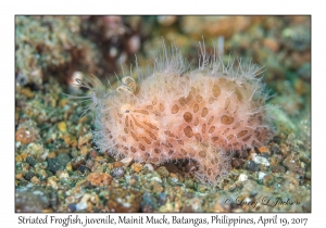 Striated Frogfish