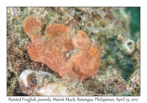 Painted Frogfish