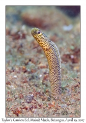 Taylor's Garden Eel