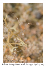 Skeleton Shrimp