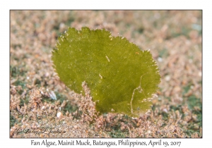 Fan Algae