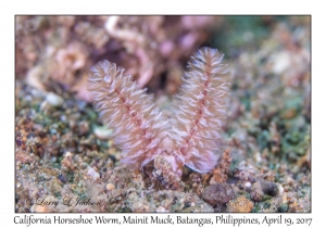 California Horseshoe Worm