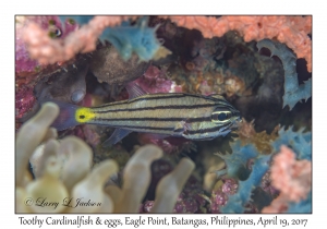 Toothy Cardinalfish