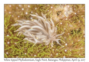 Yellow-tipped Phyllodesmium