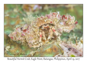 Beautiful Hermit Crab