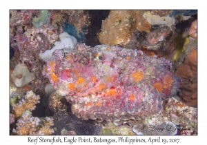 Reef Stonefish