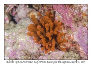 Bubble-tip Sea Anemone