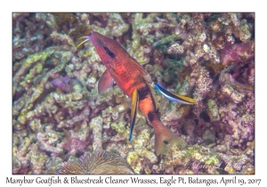 Manybar Goatfish & Bluestreak Cleaner Wrasses