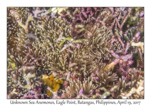 Unknown Sea Anemones