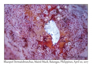 Bluespot Dermatobranchus