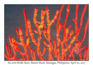 Six-arm Brittle Stars