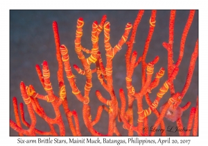 Six-arm Brittle Stars