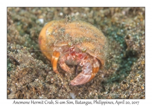 Anemone Hermit Crab