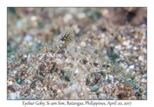 Eyebar Goby