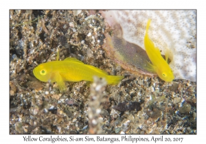 Yellow Coralgobies