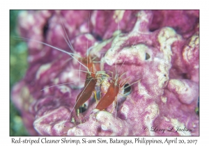 Red-striped Cleaner Shrimp