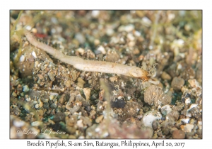 Brock's Pipefish