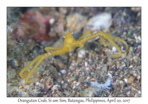 Orangutan Crab