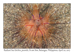 Radiant Sea Urchin