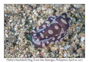 Pilsbry's Headshield Slug