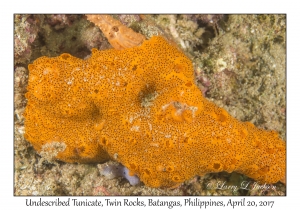 Undescribed Tunicate