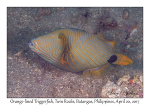 Orange-lined Triggerfish