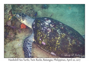 Hawksbill Sea Turtle