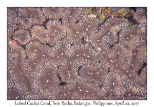 Lobed Cactus Coral