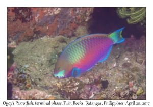 Quoy's Parrotfish