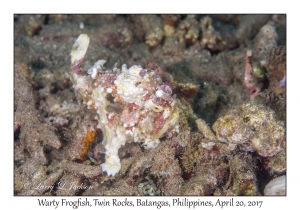 Warty Frogfish