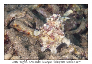 Warty Frogfish