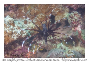 Red Lionfish