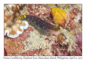 Pictus Coralblenny