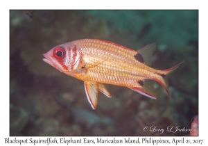 Blackspot Squirrelfish