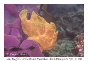 Giant Frogfish