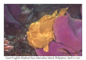 Giant Frogfish