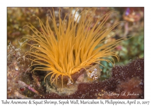 Tube Anemone & Squat Shrimp